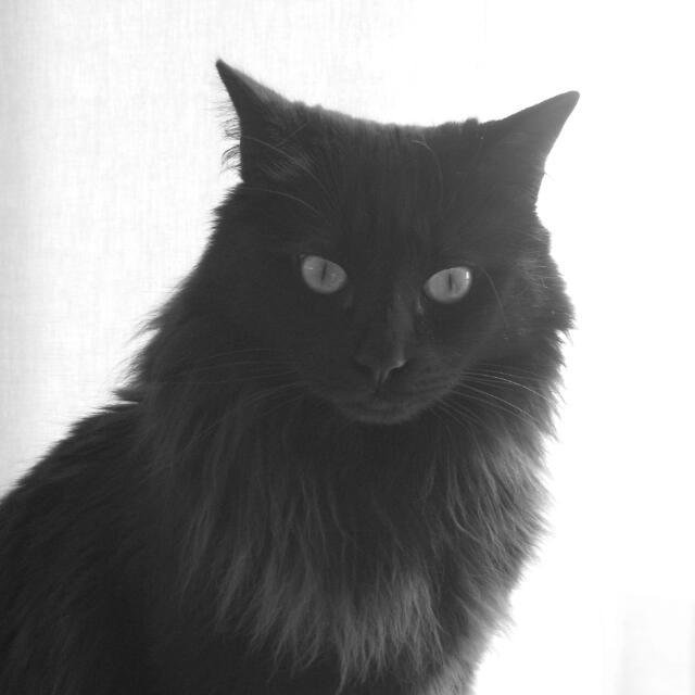 torpecaballero's profile picture. 