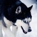 ππΌAlan π€πΌ (@fatalbadwolf666) Twitter profile photo ππΌAlan π€πΌ (@fatalbadwolf666) Twitter profile photo