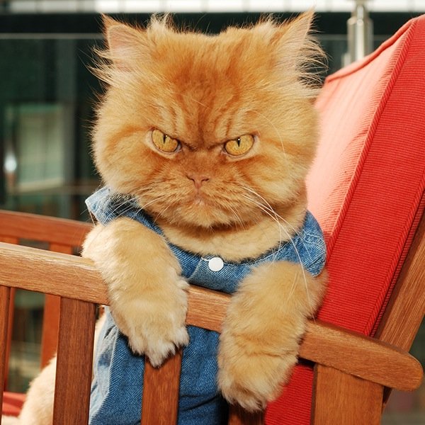 MeetGarfi Profile Picture
