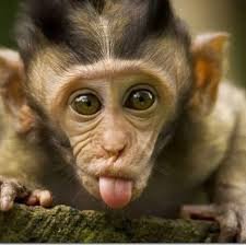 nirwana425's profile picture. 