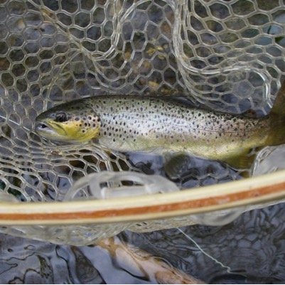 sharing adventures about fly fishing.