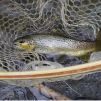 Northcountryflyguys (@grczarboni) 's Twitter Profile