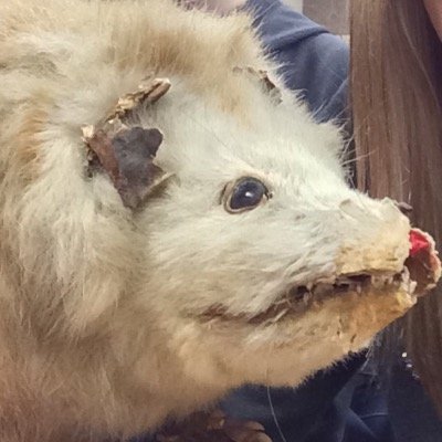 bosse_possum's profile picture. Opossum meets world; spaghetti fiend