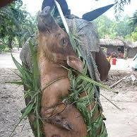 PigFarmAfrica's profile picture. Recent News about Africa's Pig Industry.