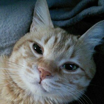 ねこ蔵