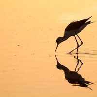 Albufera de Valencia (@albufera) 's Twitter Profile