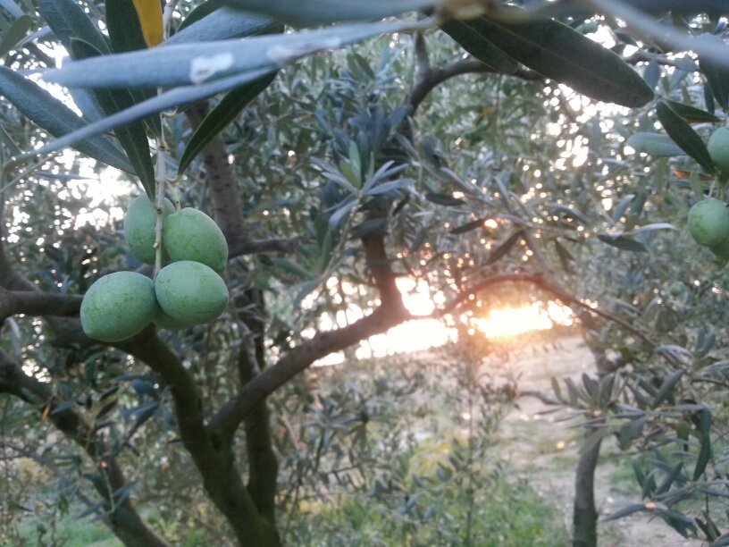 zepzeytin's profile picture. Olea europaeagillerden zeytin