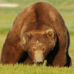 redfordbearAD's profile picture. AD account of a Red Furred Bear that you might know. Kinky graymuzzle that likes to switch and do almost anything except tail someone  ̶or b̶e̶ ̶t̶a̶i̶l̶e̶d̶