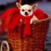Олег Аккузин (@akkuz1n0706763) Twitter profile photo