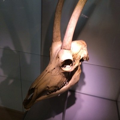 flounderguts's profile picture. Brewer-Distiller, sailor, bike mechanic, wannabe chef, welder, diver, and husband of the amazing @yarnsalad