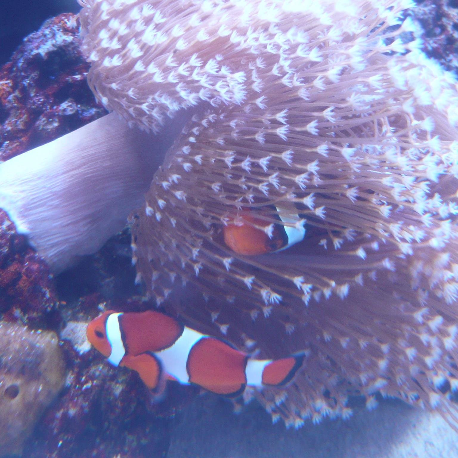 Paulatsuhiko's profile picture. 