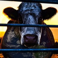 Cowspiracy(@Cowspiracy) 's Twitter Profile Photo