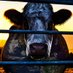 Cowspiracy (@cowspiracy) Twitter profile photo Cowspiracy (@cowspiracy) Twitter profile photo