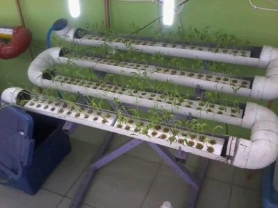 نزرع النخيل وننتج تمور عضوية و‏نهتم بتطوير الزراعة الحديثة مثل الزراعة المائية العضوية