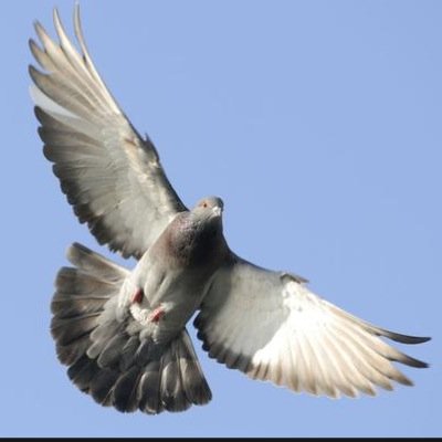 16Bread's profile picture. i hate dry rice