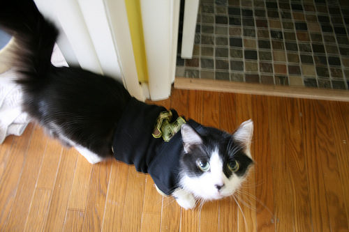 PirateDavid's profile picture. I'll have to kill you