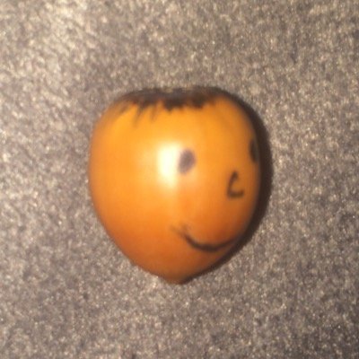 I'm am a young acorn  I'm as single as a pringle  I love rolling and being held also I smile a lot