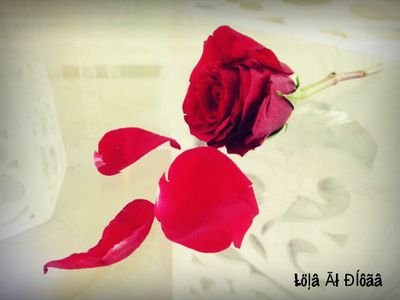 أًمًتُلّڳُ ڳُبِرّيُأًءٍ~يُجُعًلّنَيُ أًنَسٌى ( مًنَ أًنَتُ) وٌ ( مًنَ تُڳُوٌنَ ) وٌ ( ڳُيُفً دِخَلّتُ لّعًأًلّمًڳُ)... وٌ أًمًتُلّڳُ جُفًأًءٍ ~يُجُعًلّنَيُ ( أً