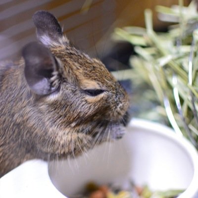 こんにちは、髙城家のデグーのサガリ♂です。 ともぞーさんとあんころさんと暮らしてます。弟のウサギのマルチョウ♂とも仲良しです。 弟のモルモットのブリスケ♂は2016/6/12お空に旅立ちました。ずっと大好きだよ。今日も元気にチモシーもしゃもしゃ。。