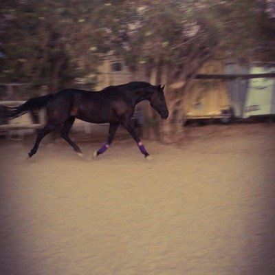 FangedoutChasin's profile picture. Trail Guide