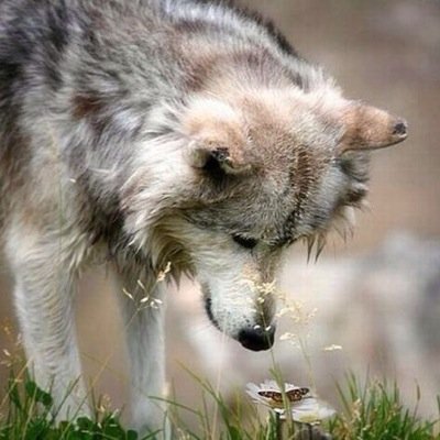 #Male #17Years #Forgiving #Wise A Michigan wolf Who left Michigan for Alaska. Trying to live life and help others be happy in theirs. Currently starved #Star!!!