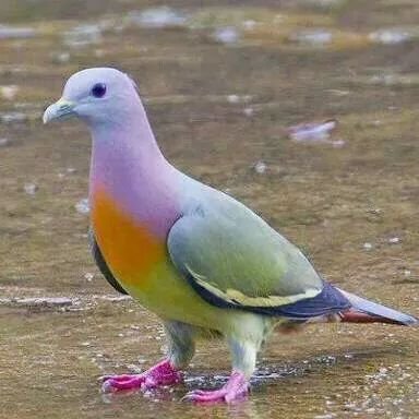 balaji731's profile picture. 