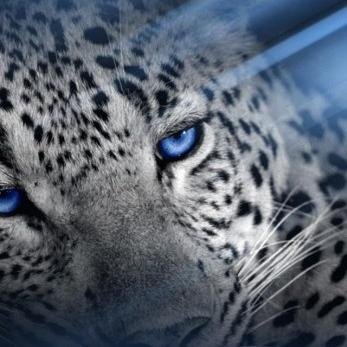 RMemory_134's profile picture. Is a male cat that can shapeshift into a male redpanda,Male stout, and Female Snow leopardess RP