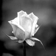 gessyca_chris's profile picture. Quem tem um amigo, mesmo que um só, não importa onde se encontre, jamais sofrerá de solidão, poderá morrer de saudades, mas não estará só.