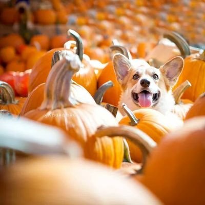 We're corgis and we're having fun! join us for some frapping!