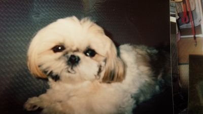 ringo1006 Profile Picture