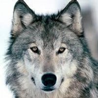 Timber wolves (@kwantlenpark1) 's Twitter Profile