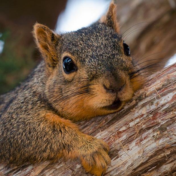 Eatin' nuts. Swingin' trees. Go pokes.