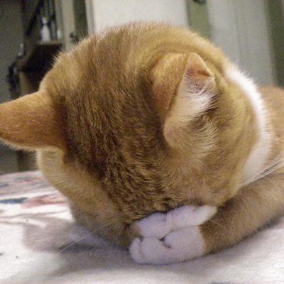 えび