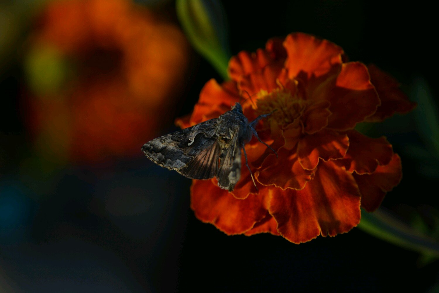 LadyOfBoe's profile picture. Creative dabbler releasing my inner fangirl.