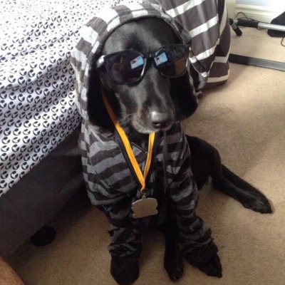 ThingsOnShelby's profile picture. Random things on my dog, Shelby.