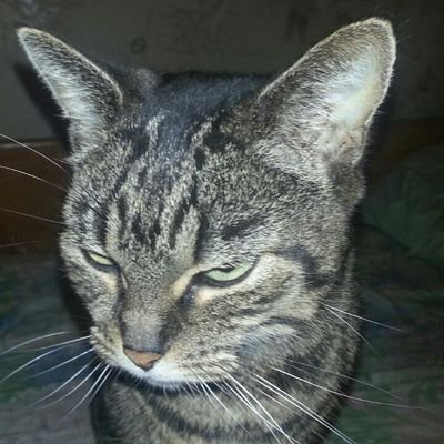 spellechristop1's profile picture. v