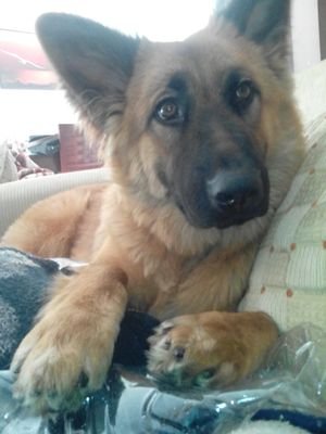 RodoulitsaRod's profile picture. 