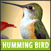 Hummingbird Show Feeders Support and News Channel ~ The Biggest Online Hummingbird Feeder Collection – Please feel free to contact us with any queries you may h