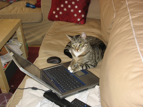 randalekater's profile picture. Wir sind die Kater von @derbruesseler und @danielasgedanke. Robuste Bauernhofkater, mal schmusig, mal kratzbürstig und immer für eine gute Randale zu haben!