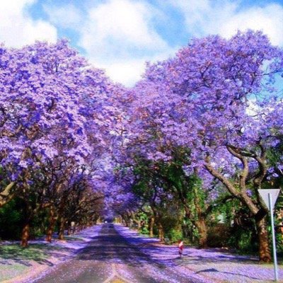 FatimaMShaikh's profile picture. 