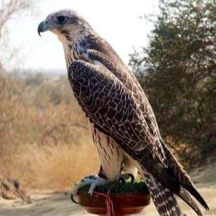 karimdainsha's profile picture. 