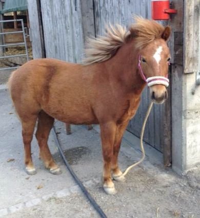 OurDreamhorses's profile picture. 