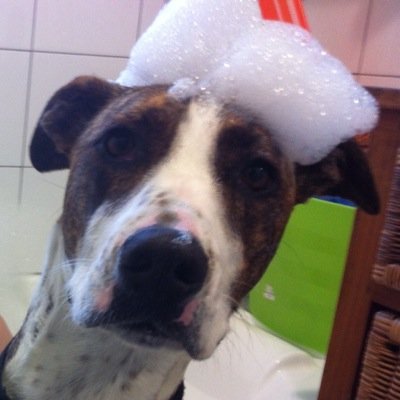 SimonJAONeill's profile picture. Rocket ship builder, pizza expert, LEGO enthusiast, dog owner