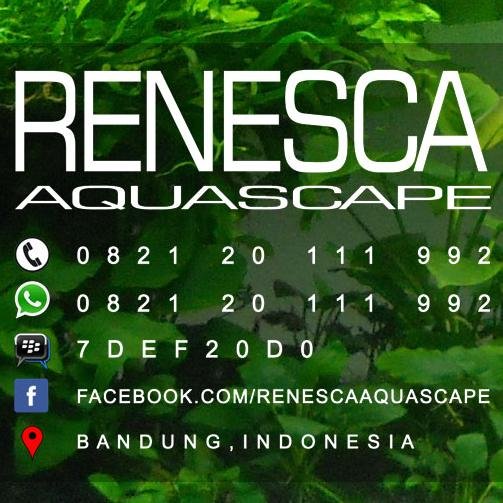 Aquaticplants seller from cimahi bandung, west java, indonesia. Whatsapp / BBM :  ☎ 082120111992 - 7DEF20D0