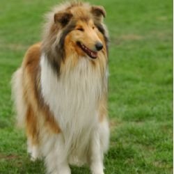 Keya1975Di's profile picture. 