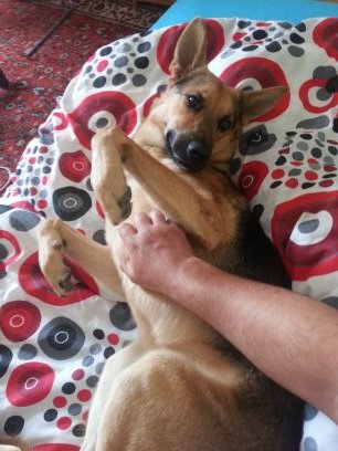 Dışarda köpek mutfakta köpek yatakta köpek