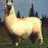 LlamasNaturalHabitat
