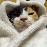 まるＲ (@saxneko) Twitter profile photo