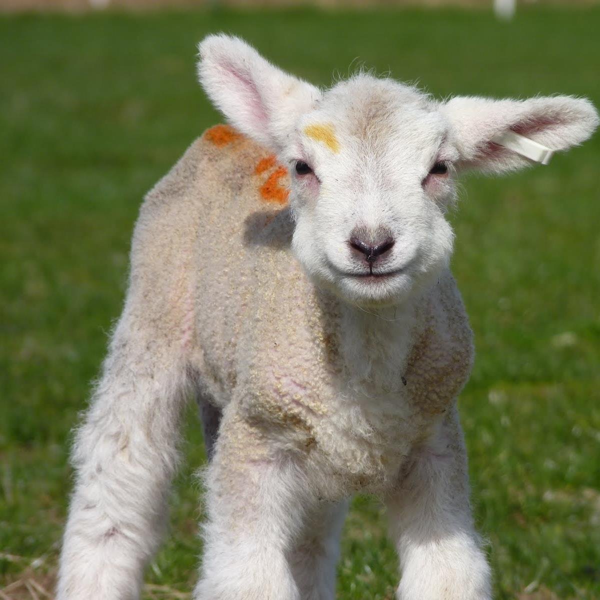 Support Wales' industry by purchasing our most well known product, Lamb!