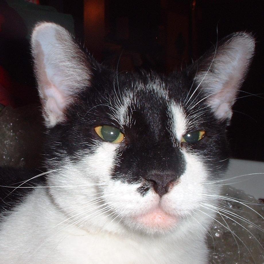 Reuan's profile picture. tu ne cede malis, sed contra audentior ito